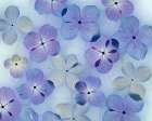 USA, Washington State, Seabeck. Design with hydrangea flowers. Art Print